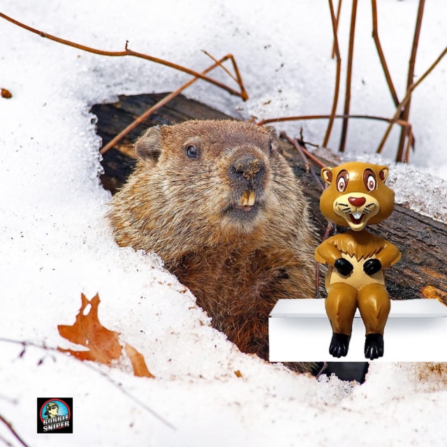 The Hall Celebrates Groundhog Day With A Mantle Mate Bobblehead
